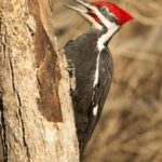 2025年试机号与开奖号关联性深度解析 6qt8wq8lna