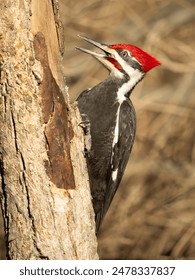 2025年试机号与开奖号关联性深度解析 2025年试机号与开奖号关联性深度解析